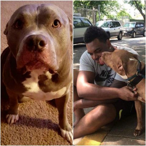 NFL Baltimore Ravens star adopts not-so-adoptable dog nobody wanted